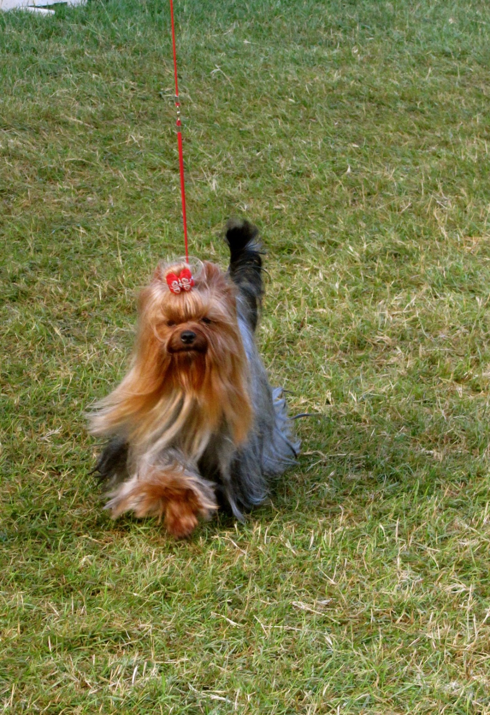 Very Castel D'Argent Viens je t emmène Zebulette 