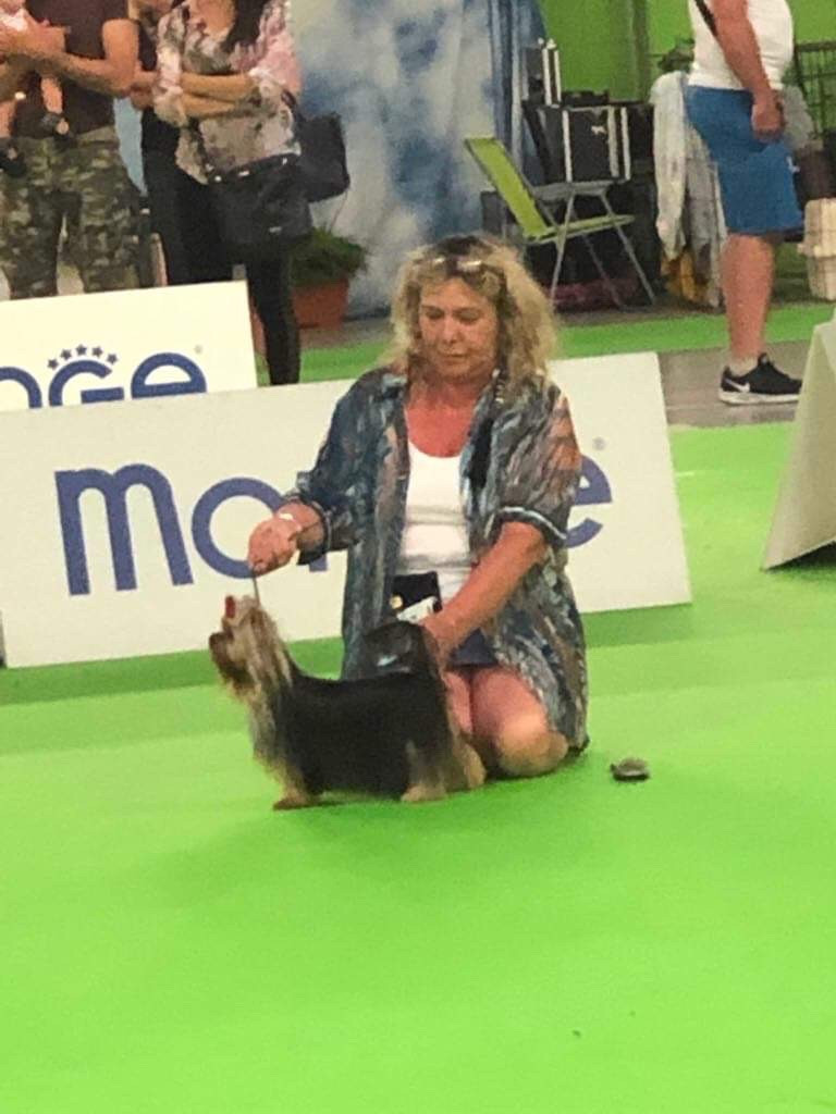 Very Castel D'Argent Under attack for win