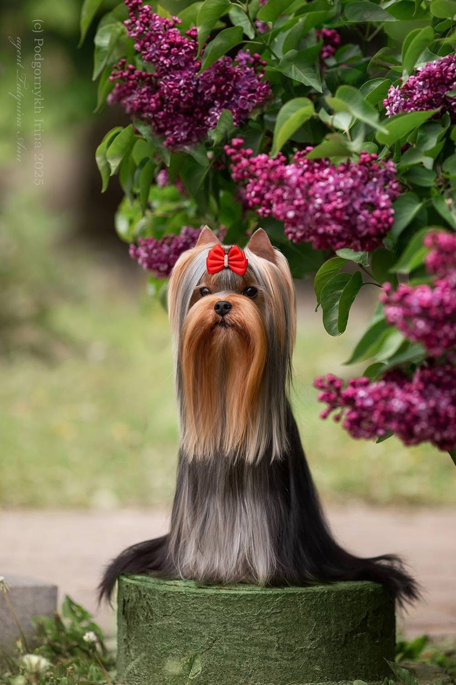 Multi Ch Brownie Mc Ghee Solar City Cookie 