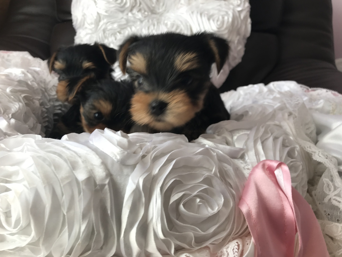 Chiot Yorkshire Terrier Very Castel D'Argent