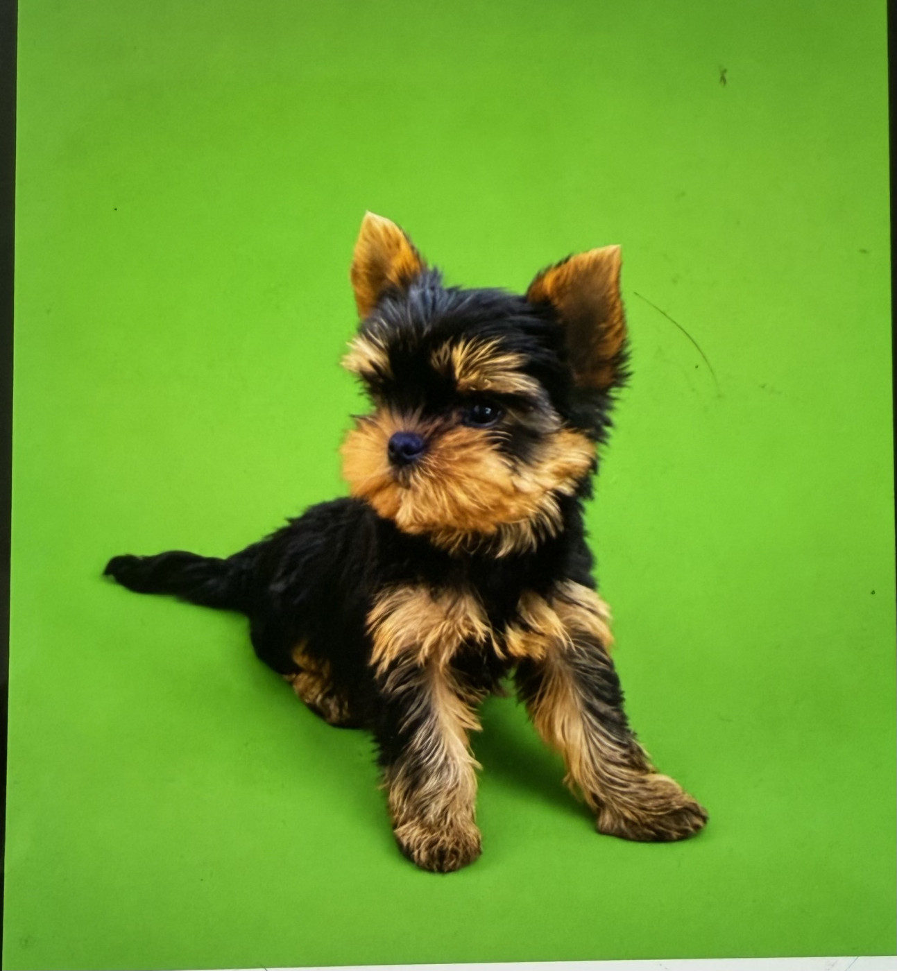 Very Castel D'Argent - Chiots disponibles - Yorkshire Terrier