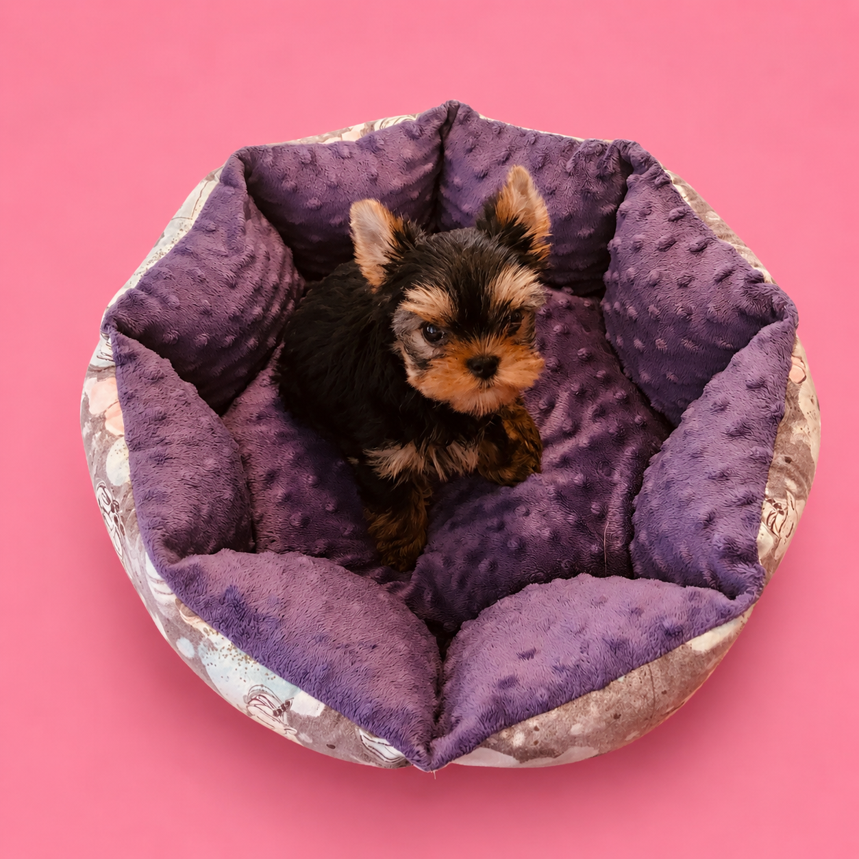 Very Castel D'Argent - Chiots disponibles - Yorkshire Terrier