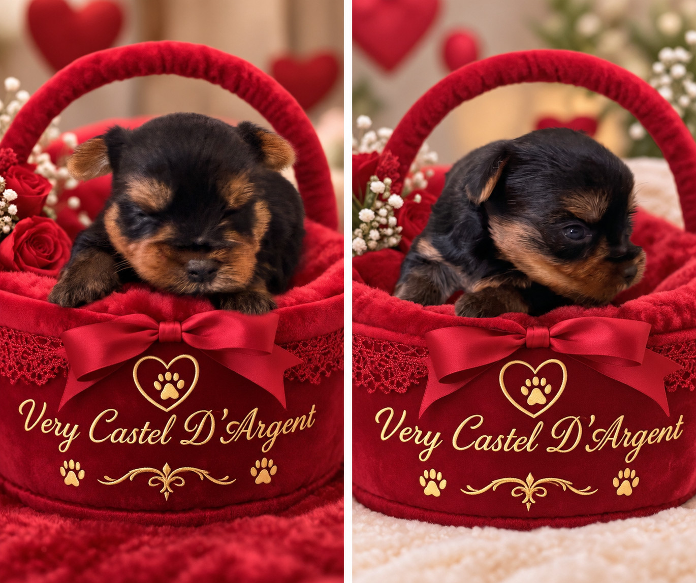 Very Castel D'Argent - Chiots disponibles - Yorkshire Terrier