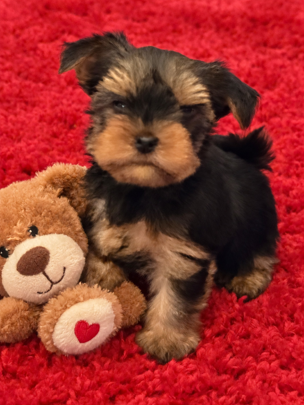 Very Castel D'Argent - Chiots disponibles - Yorkshire Terrier